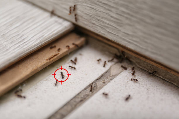 Best Local Pest Control Services  in Goldendale, WA