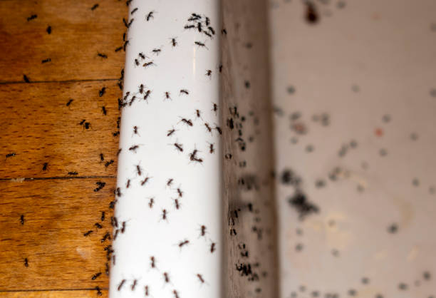 Best Exterminator Services  in Goldendale, WA